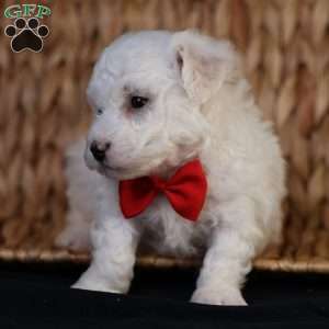 Bobby, Bichon Frise Puppy